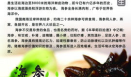 漫画海参,海洋深处的“软黄金”传奇